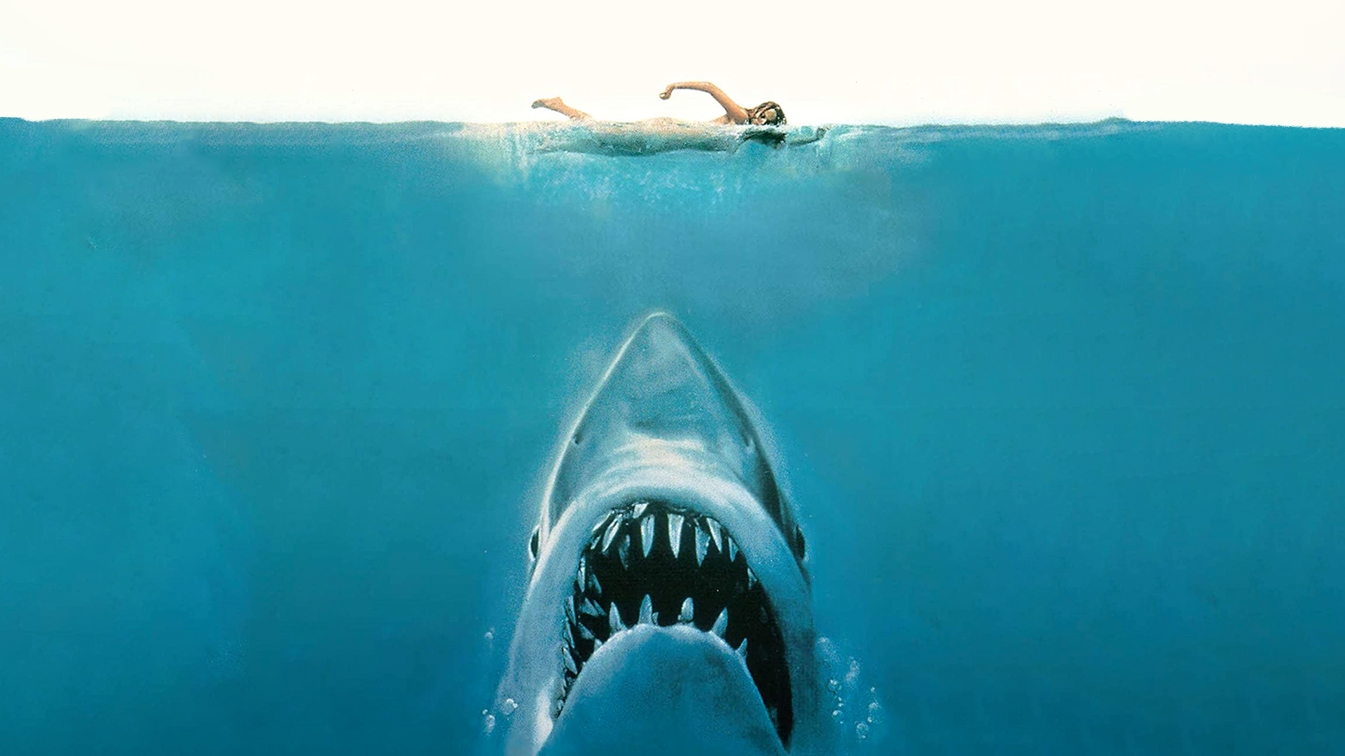 person swimming with shark below